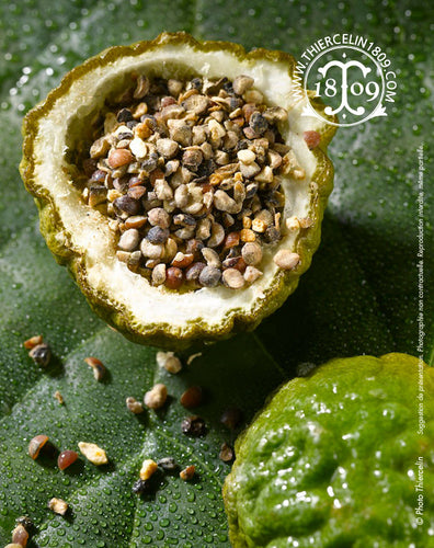 Lemon Peppers, concassés