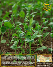 Récolte, fermiers, champs, aventure : moutarde dîte blanche aux graines jaunes (Brassica alba), Yellow mustard, Weißer Senf, Witte mosterd, Mostaza silvestre, Mostarda branca, Senape bianca, Белая гарчыца, الخردل الاصفر, װײַסער זענעפֿט, װײַסער גאָרטשיצע, װײַסער מושטאַרדע, 白芥子, カラシ, 흰겨자