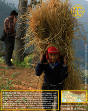 Récolte, fermiers, champs, aventure : moutarde dîte blanche aux graines jaunes (Brassica alba), Yellow mustard, Weißer Senf, Witte mosterd, Mostaza silvestre, Mostarda branca, Senape bianca, Белая гарчыца, الخردل الاصفر, װײַסער זענעפֿט, װײַסער גאָרטשיצע, װײַסער מושטאַרדע, 白芥子, カラシ, 흰겨자