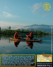 Moutarde jaune, graines