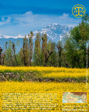 Moutarde jaune, graines