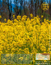 Moutarde jaune, graines