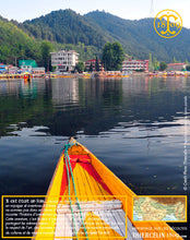 Moutarde jaune, graines