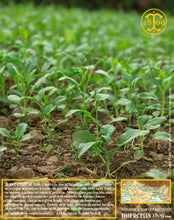 Récolte, fermiers, champs, aventure : moutarde dîte blanche aux graines jaunes (Brassica alba), Yellow mustard, Weißer Senf, Witte mosterd, Mostaza silvestre, Mostarda branca, Senape bianca, Белая гарчыца, الخردل الاصفر, װײַסער זענעפֿט, װײַסער גאָרטשיצע, װײַסער מושטאַרדע, 白芥子, カラシ, 흰겨자