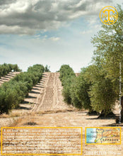 Huile d'Olive, vierge extra