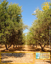 Huile d'Olive, vierge extra