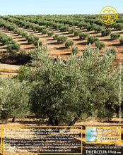 Les champs d'oliviers à perte de vue... Thiercelin