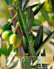 Huile d'Olive, vierge extra