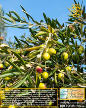 Huile d'Olive, vierge extra