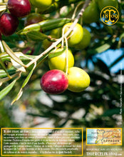 Huile d'Olive, vierge extra