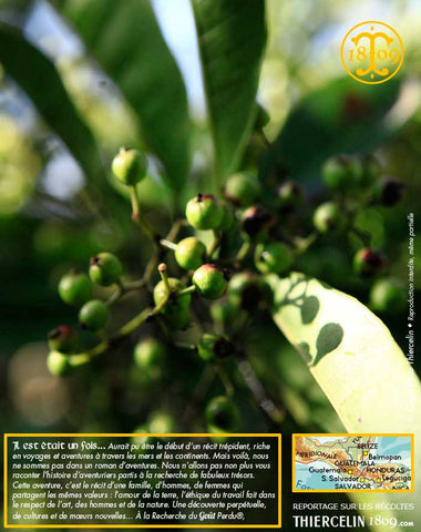 Piment de la Jamaïque BIO, baies entières issues de l'agriculture biologique