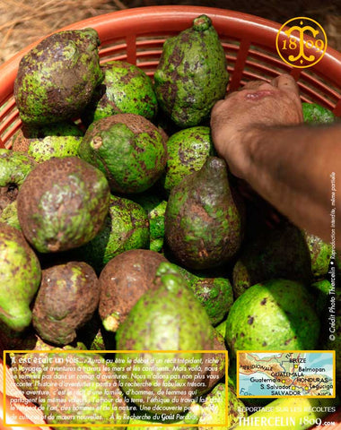 Piment de la Jamaïque BIO, baies entières issues de l'agriculture biologique
