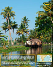 Poivre vert de Kerala, baies séchées