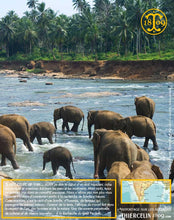 Poivre noir de Kerala, grains, cru Wayanad