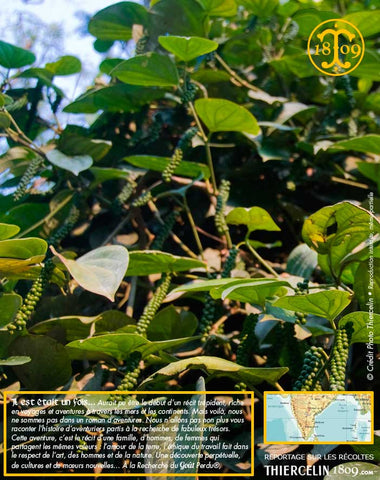 Poivre noir de Kerala BIO, baies séchées, cru Wayanad, issu de l'agriculture biologique