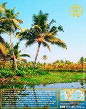 Poivre noir de Kerala, grains, cru Wayanad