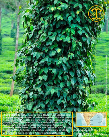 Poivre vert de Kerala, baies séchées