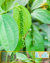 Poivre noir de Kerala, grains, cru Wayanad