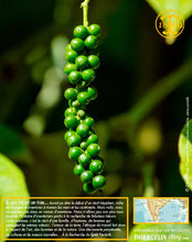 Poivre noir de Kerala, grains, cru Wayanad