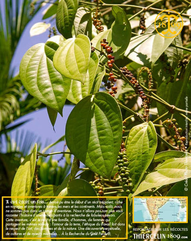Poivre noir de Kerala BIO, baies séchées, cru Wayanad, issu de l'agriculture biologique