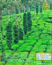 Poivre vert de Kerala, baies séchées