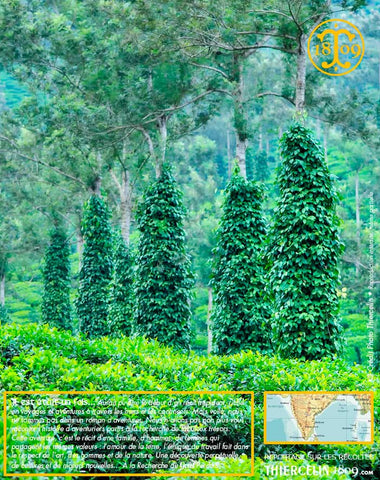 Poivre vert de Kerala, baies séchées