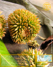 Poivre noir de Sarawak, baies séchées, qualité n°1 : Brown Label