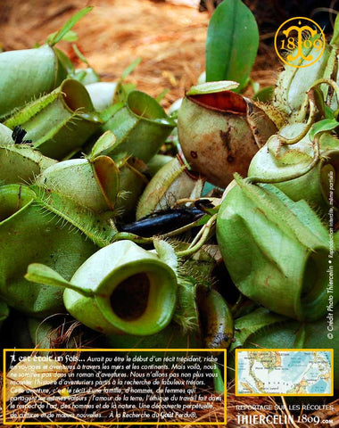 Poivre noir de Sarawak, baies séchées, qualité n°1 : Brown Label