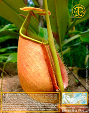 Poivre noir de Sarawak, baies séchées, qualité n°1 : Brown Label