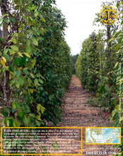 Poivre noir de Sarawak, baies séchées, qualité n°1 : Brown Label