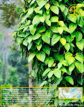 Poivre noir de Sarawak, baies séchées, qualité n°1 : Brown Label