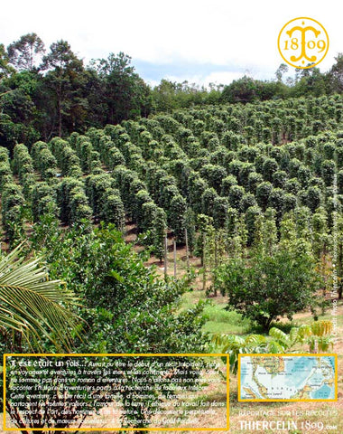 Poivre blanc de Sarawak, baies séchées, qualité : Green Label