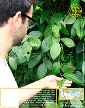 Poivre noir de Sarawak, baies séchées, qualité n°1 : Brown Label