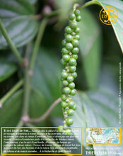 Poivre blanc de Sarawak, baies séchées, qualité : Green Label