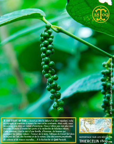 Poivre blanc de Sarawak, baies séchées, qualité : Green Label