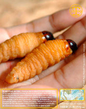 Une petite ou une grosse faim? La route ça creuse…