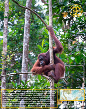 Poivre noir de Sarawak, baies séchées, qualité n°1 : Brown Label