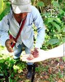ROCOU, graines séchées sur les plantations dans la forêt tropicale du Guatemala