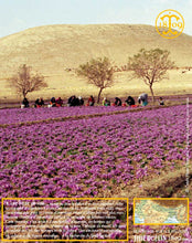 Crocus Sativus, bulbes de safran pour cultiver son safran