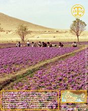 Crocus Sativus, bulbes de safran pour cultiver son safran