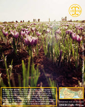 Crocus Sativus, bulbes de safran pour cultiver son safran