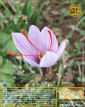 Crocus Sativus, bulbes de safran pour cultiver son safran