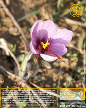 Crocus Sativus, bulbes de safran pour cultiver son safran