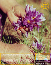 Safran, La Belle Safranière®, trituré (coupé)