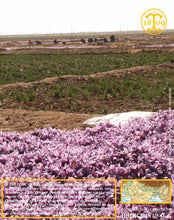 Les fleurs cueillies sont ensuite regroupées ensemble pour préparer leur expédition. Elles seront soient émondées directement ou vendues sur le marché aux fleurs… Thiercelin 