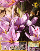 Safran La Belle Safranière®, poudre