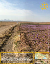 Crocus Sativus, bulbes de safran pour cultiver son safran