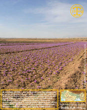 Crocus Sativus, bulbes de safran pour cultiver son safran