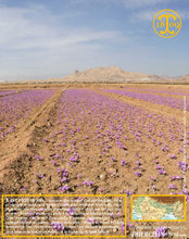 Crocus Sativus, bulbes de safran pour cultiver son safran