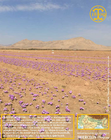 Et encore des champs… C'est qu'il faut 150,000 fleurs pour faire 1 kilo sec de safran… Thiercelin